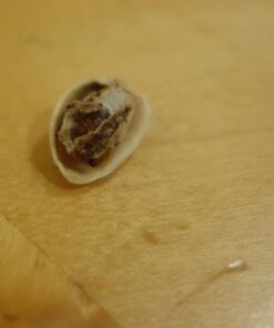 Wonderful Pistachios In Shell, Roasted and Salted Nuts - 32 Ounce Bag, Healthy Snack, Protein Snack, Pantry Staple Roasted & Salted 32 Ounce (Pack of 1) 36 61V1OuSYGZL