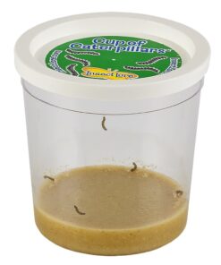 Alternative view of Insect Lore 5 Live Caterpillars Cup of Caterpillars Butterfly Kit Refill - Plus Butterfly Life Cycle Stages Toy Figurines - Shipped Now