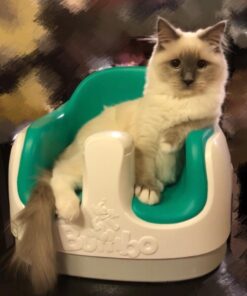 IAMS PROACTIVE HEALTH Healthy Kitten Dry Cat Food with Chicken Cat Kibble, 16 lb. Bag Dry Food 16.00 Pound (Pack of 1) 32 61V6hos0RCL