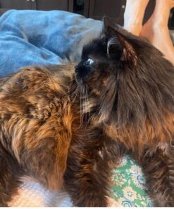 Cat-Man-Doo Extra Large Dried Bonito Flakes Treats for Dogs & Cats - All Natural High Protein Flakes - 4oz. / 112g Bag 4 Ounce (Pack of 1) 32 61VEAr04ImL 2