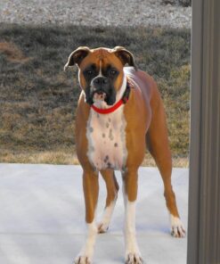 The Amazing Afterlife of Animals: Messages and Signs From Our Pets On The Other Side 21 61VRtSjausL