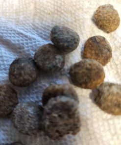 NUTRO NATURAL CHOICE Large Breed Adult Dry Dog Food, Chicken & Brown Rice Recipe Dog Kibble, 30 lb. Bag 30 Pound (Pack of 1) 35 61VTzHyli8L 1