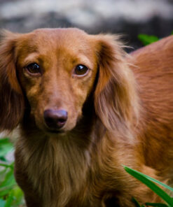 Nikon AF-S DX NIKKOR 55-300mm f/4.5-5.6G ED Vibration Reduction Zoom Lens with Auto Focus for Nikon DSLR Cameras Lens Only 33 61Veq36I8 L