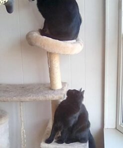 Solid Gold SeaMeal Multivitamin for Cats & Dogs - Kelp Powder Cat & Dog Supplement - Omega 3 & Digestive Enzymes for Skin & Coat, Gut + Immune Support - 1 LB 35 61VjDc4p6oL 1