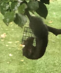 C&S Peanut Delight No Melt Suet Dough, 12/pack 11.75 Ounces Peanut 12-Pack 45 61Vn9rTLgCL 2