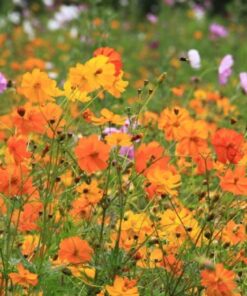 2,000 Seeds of Sulphur Cosmos, Bright Lights Mix by Seeds2Go 18 61VnszNGZEL
