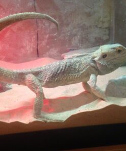 Zoo Med Repti Sand Scooper 10.5 IN 5 61VoVsmHT0L