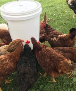 Backyard Barnyard 12 Pack Automatic Chicken Water Nipple Make Your Own Waterer Kit (Install Tools Included) Horizontal Clean Drinker Coop or Poultry Run Bebederos Gallinas Pollos Duck Quail 19 61VyXGuZHpL