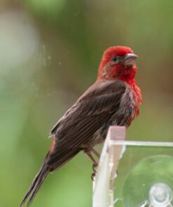 Large Clear Window Bird Feeder - Extended House with Strong Suction Cups - Steel Perch Sliding Feed Seed Tray - See Through Transparent Big Birdhouse - Wild Finch, Cardinal, Blue Jay - Cool Cat Gift 60 61W0yTyoIoL