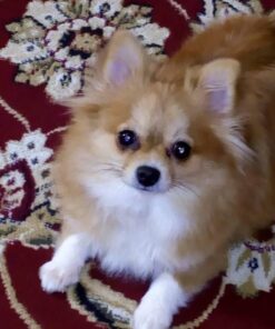 Activate II Flea and Tick Prevention for Dogs | 4 Count | Small Dogs 4-10 lbs | Topical Drops | 4 Months Flea Treatment 34 61W1Y3Zil6L