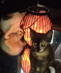 Himalayan Glow Lantern Style Basket Salt Lamp with Pink Salt Chunks,Pink Salt Nightlight,Salt Lamp Bulb,(ETL Certified) Dimmer Switch,Pleasant & Relaxing Amber Glow | 7-9 LBS 25 61W3GkN L