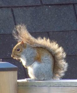 Nikon Coolpix L340 20.2 MP Digital Camera with 28x Optical Zoom and 3.0-Inch LCD (Black) Base 75 61W7JlUYP L