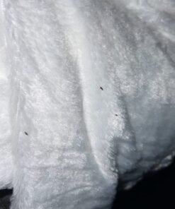 Advantage II Large Cat Vet-Recommended Flea Treatment & Prevention | Cats Over 9 lbs. | 2-Month Supply 2 Pack Large Cat only 37 61W8KZyYJXL 5