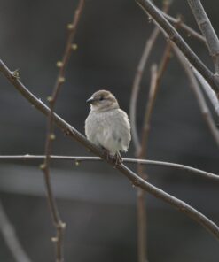 Sigma 1.4x Teleconverter TC-1401 for Nikon Nikon SLR Mount 17 61WEhoyLqlL