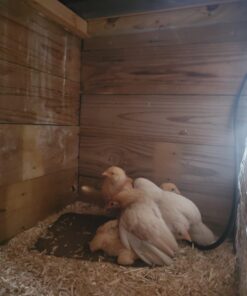 K&H Pet Products Thermo-Peep Heated Pad Tan Petite 9 X 12 Inches 30 61WLDogtWOL 1