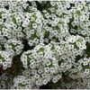 Flower Alyssum Sweet Alyssum FBA-1932 (White) 200 Non-GMO, Heirloom Seeds 59 61WQ2PKFmPL