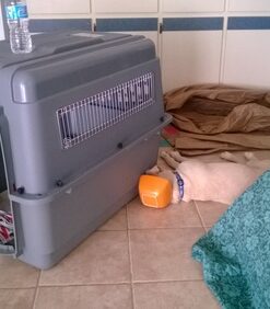 Petmate Sky Kennel, 36 Inch, IATA Compliant Dog Crate for Pets 50-70lbs, Made in USA Kennel Only 67 61WR1jYPSuL