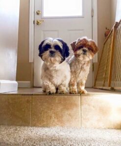 Rocco & Roxie Dog Shampoo and Conditioner - Soothe Oatmeal Shampoo for Itch Relief, Calm Hypoallergenic Shampoo for Sensitive Skin, and Shine Argan Oil Pet Wash - Puppy Bathing Supplies 16 oz 33 61WTI5bWIEL