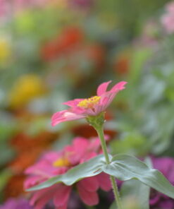 Nikon D3200 24.2 MP CMOS Digital SLR with 18-55mm f/3.5-5.6 Auto Focus-S DX VR NIKKOR Zoom Lens (Black) (OLD MODEL) Black w/ 18-55mm Base 75 61WUa1RjMvL