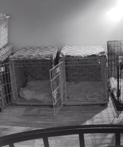 MidWest Homes for Pets Newly Enhanced Single Door iCrate Dog Crate, Includes Leak-Proof Pan, Floor Protecting Feet , Divider Pane l & New Patented Features 37 61WcWSw2WZL