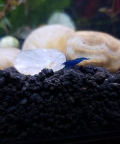 Blue Velvet Shrimp - Live Shrimp for Freshwater Aquariums or Tanks - Live Arrival Guarantee (10 Shrimp) 10 Shrimp 41 61Wdb7IDkOL