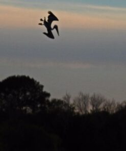 Nikon COOLPIX P900 Digital Camera (Black) 100 61WfgPci8QL