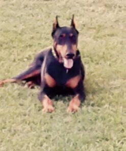 Activate II Flea and Tick Prevention for Dogs | 4 Count | Small Dogs 4-10 lbs | Topical Drops | 4 Months Flea Treatment 43 61WhDNf0QIL