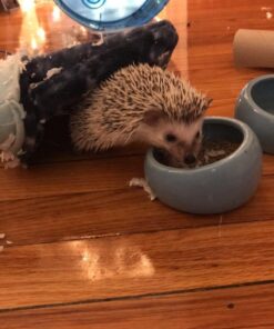 Living World Ergonomic Food Dish, for Small Animals, Blue, Small, 4.22oz, 61682A1 34 61Wlt0qQkQL