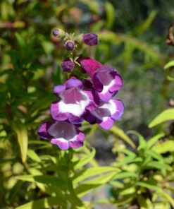 Nikon D7000 DSLR (Body Only) (OLD MODEL) Body Only Base 32 61WtKFdkEAL