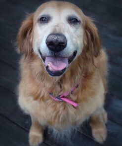 Corel PaintShop Pro X9 Ultimate (Old Version) 9 61WwMkuiE0L