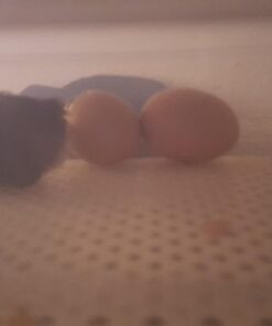 iTavah Egg Incubator, Chicken Incubators for Hatching Eggs with Automatic Egg Turning and Temperature Control, 9-12 Eggs Poultry Hatcher for Chicken Duck Bird 39 61X0N7xU QL