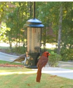 Squirrel Buster Standard Squirrel-proof Bird Feeder w/4 Metal Perches, 1.3-pound Seed Capacity, garden green 35 61X34H84rQL