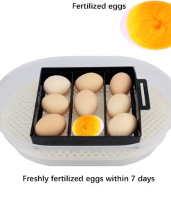 iTavah Egg Incubator, Chicken Incubators for Hatching Eggs with Automatic Egg Turning and Temperature Control, 9-12 Eggs Poultry Hatcher for Chicken Duck Bird 23 61X4A45U1qL