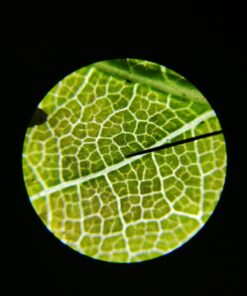 AmScope M150C-I 40X-1000X All-Metal Optical Glass Lenses Cordless LED Student Biological Compound Microscope 60 61X4W2cISQL