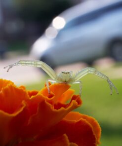 OM SYSTEM OLYMPUS M.Zuiko Digital ED 30mm F3.5 Macro For Micro Four Thirds System Camera, Compact Macro lens, 1.25x Image Maginification, Fast AF, Beautiful Bokeh Base 28 61X6Bz2PoiL