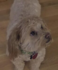 Allstar Innovations Knot Out Electric Pet Grooming Comb - Remove Knots and Tangles 17 61X6whZM5SL