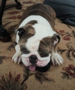 KONG - Extreme Ball - Durable Rubber Dog Toy for Power Chewers, Black - for Medium/Large Dogs 33 61XEUYQ elL