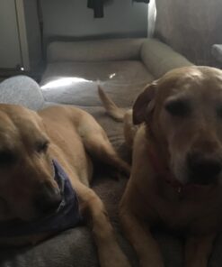 Turmeric Curcumin & Black Pepper Extract. High Absorption Joint Support Supplement with Bioperine. 95% Curcuminoids. Antioxidant Turmeric Supplement for Inflammation Balance & Immune Support. 1200mg Turmeric 1200mg 31 61XFiBuckNL 2