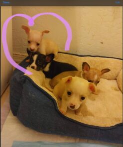 HONEY CARE All-Absorb, X-Large 28" x 34", 40 Count, Dog and Puppy Training Pads, Ultra Absorbent and Odor Eliminating, Leak-Proof 5-Layer Potty Training Pads with Quick-Dry Surface, Blue 27 61XHG9E azL