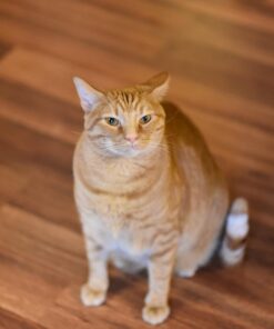 Alternative view of Nikon 70-300 mm f/4-5.6G Zoom Lens with Auto Focus for Nikon DSLR Cameras