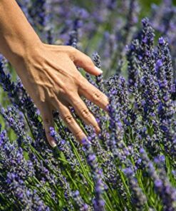 US Organic 100% Pure Lavender Essential Oil, Directly sourced from Bulgaria, USDA Certified Organic, Undiluted, for Diffuser, Humidifier, Massage, Skin, Hair Care, Non GMO, 10 ml 0.33 Fl Oz (Pack of 1) 13 61XNqileI7L
