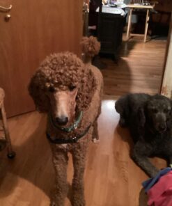 Pet 'n Shape Chik 'N Rice Dumbbells - All Natural Dog Treats, Chicken, 32 oz 2 Pound (Pack of 1) 32 61XVyV97xEL