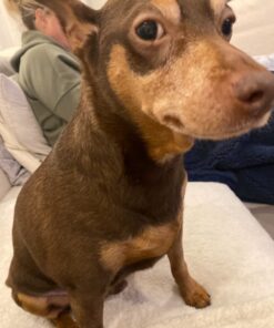 Milk-Bone Soft & Chewy Dog Treats, Chicken, 25 Ounce Original 25 Ounce (Pack of 1) 40 61XbyrCaeyL 2