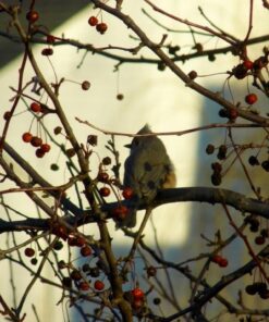 Nikon Coolpix L340 20.2 MP Digital Camera with 28x Optical Zoom and 3.0-Inch LCD (Black) Base 73 61Xer6BryL