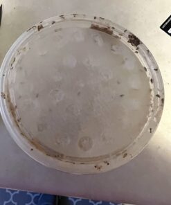 Josh's Frogs Producing Wingless Drosophila Melanogaster Fruit Fly Culture 28 61XgBMte4AL