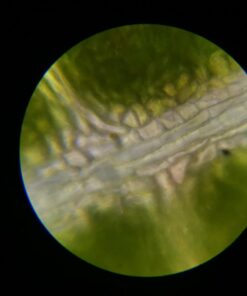 AmScope M150C-I 40X-1000X All-Metal Optical Glass Lenses Cordless LED Student Biological Compound Microscope 61 61XgtN8yJrL