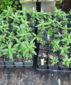 Bloodflower Milkweed - Asclepias curassavica - 80 Seeds, 1/2 Gram - B212 10 61XhB5CRTwL