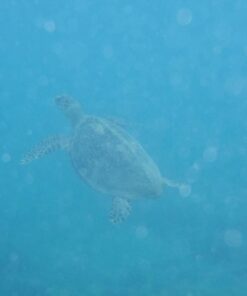 Fujifilm FinePix XP80 Waterproof Digital Camera with 2.7-Inch LCD (Yellow) Yellow 110 61Xjrfz1oL