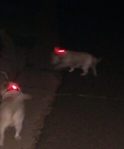 LED Safety Light 2 Pack - Nighttime Visibility for Runners, Cyclists, Walkers, Joggers, Kids, Dogs, Relays & More - Clip to Clothes Strap to Wrist, Ankle, Bike, Collar, or Just About Anywhere! Red 29 61XjtAmUFL