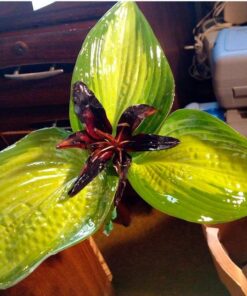 XTC-3D - High Performance 3D Print Coating - 24 Ounce Unit 42 61XljiY6SzL